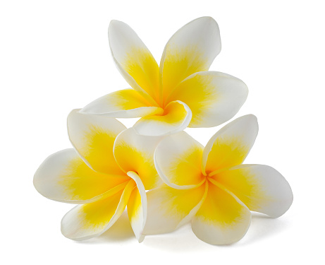 Vertical closeup photo of a group of beautiful white and gold Frangipani flowers after rain, growing on a tree in a garden in tropical northern NSW. Soft focus background