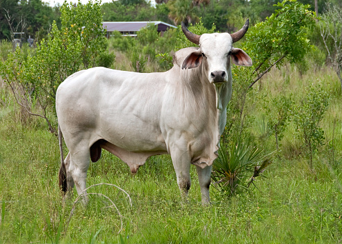 Full body shot of a white Brahman bull looking directly into the camera.Please see my other shots of Brahma bulls & cattle. Horizontal,nobody.