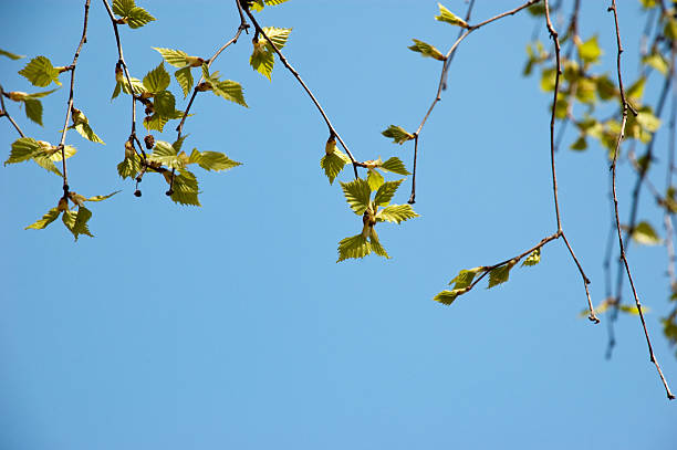 young birch leaves stock photo