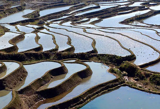 Shiny rice terrace