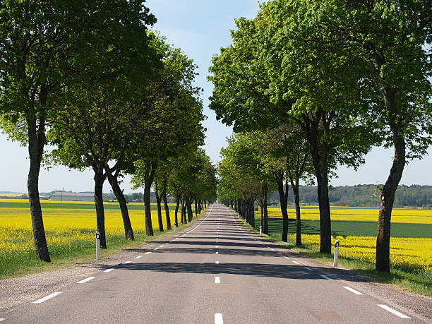 Road travelling through avenue of tree and canola fields