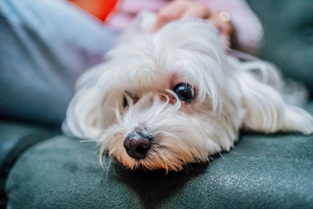 istock Maltese dog lying on the sofa 1468015935