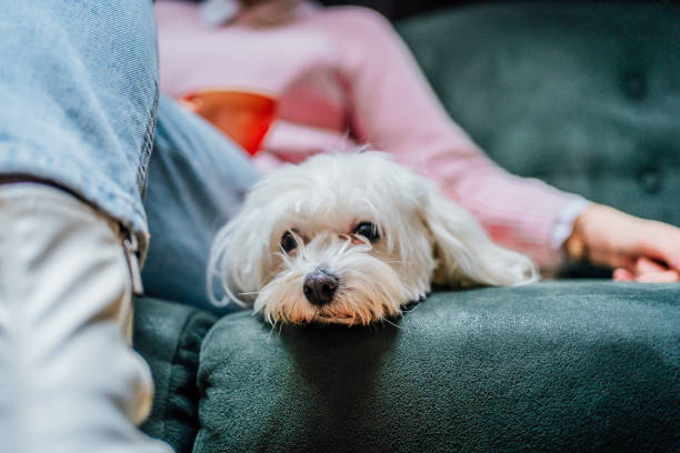 istock Maltese dog lying on the sofa 1468016187