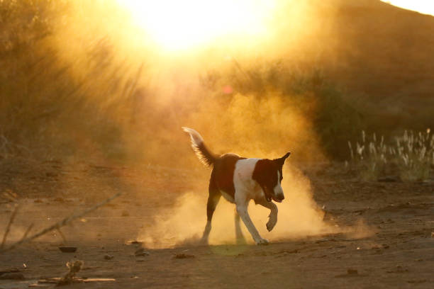 tierhund haustier staub läuft border collie landschaft sonnenuntergang spielen fetch - travel animal pasture wind stock-fotos und bilder