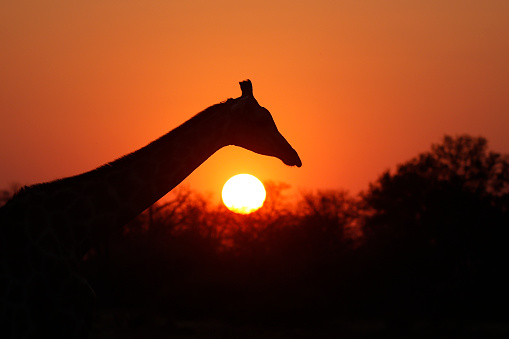 Animal giraffe wildlife Africa wilderness safari savanna woodland Kruger Botswana nature
