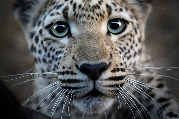 Animal leopard wildlife Africa predator wilderness savanna nature safari Kruger Botswana stock photo