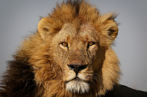 Animal león rey vida silvestre África safari sabana naturaleza depredador melena macho peligro photo