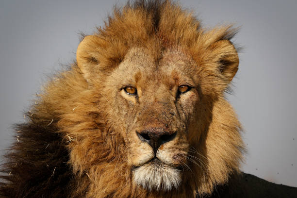 Animal lion king wildlife Africa safari savanna wilderness nature predator mane male danger stock photo