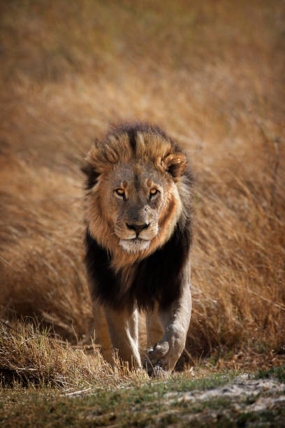 animal lion faune afrique prédateur danger nature sauvage safari savane botswana okavango delta kruger nature - lion mane strength male animal photos et images de collection