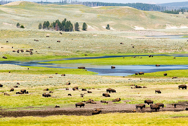 istock Buffalo Herd in Hayden Valley 146801703