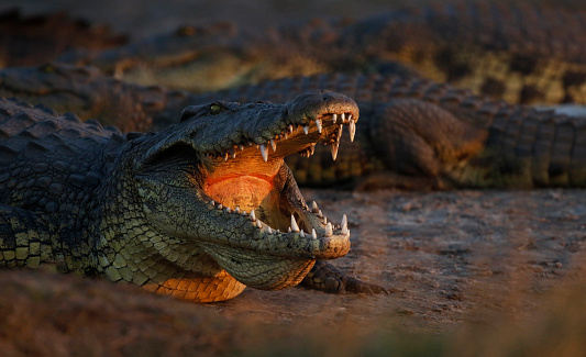 Came across this massive crocodile while on a photo boat safari on the Chobe River in Botswana's Chobe National Park. Animal reptile crocodile wildlife Africa nature predator dangerous water carnivore