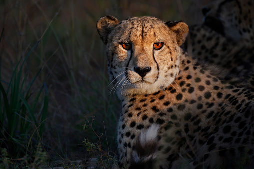 Cheetah (Acinonyx jubatus). Young cheetah sitting on a termite hill in warm light in the late afternoon in Mashatu Game Reserve in the Tuli Block in Botswana
