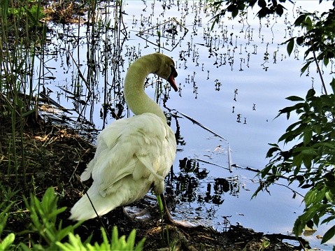 Swan Lake Teganuma, Chiba prefecture.