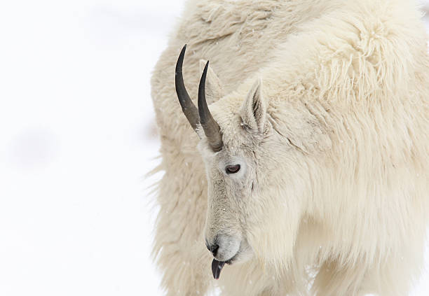 istock Mountain goat sticking out tongue, copy space 146801722