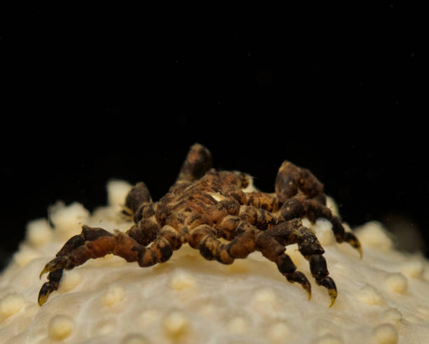 istock Sea spider from Oslo fjord, Norway 1468017767