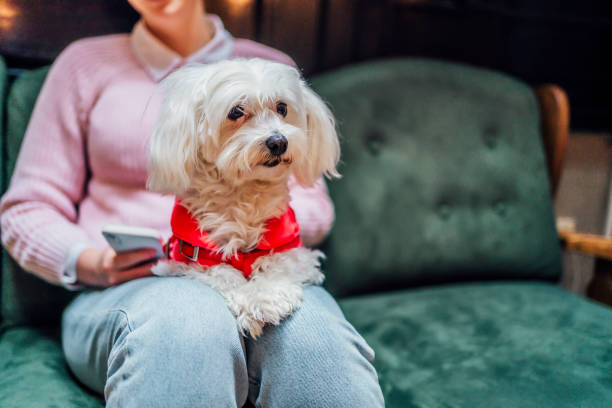 istock Maltese dog sitting on woman's legs 1468018625