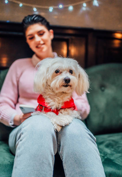 istock Woman with her cute Maltese dog 1468018676