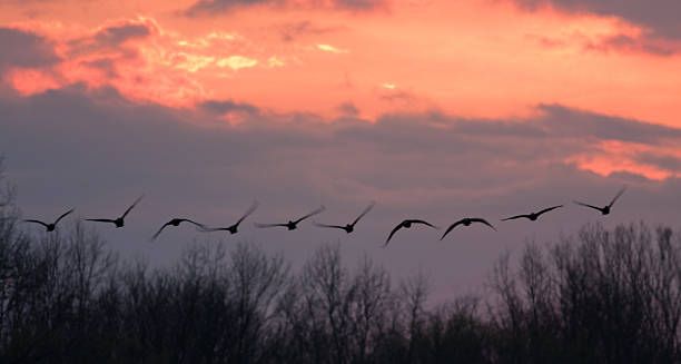 Flight Line stock photo