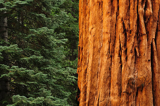 close up of Redwwod tree in forest stock photo