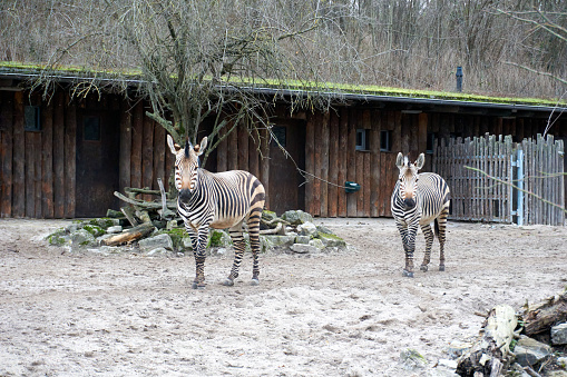 A group of zebras at the zoo in Bursa, Turkey.