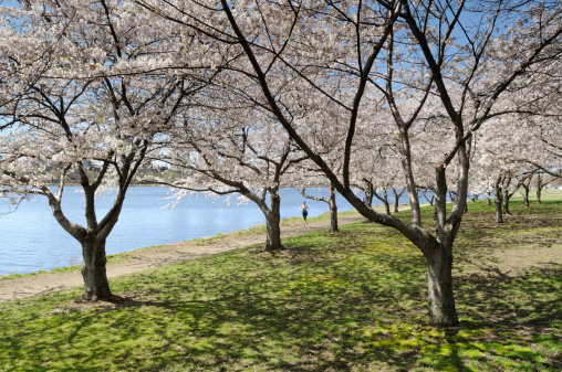 Cherry blossom in South Korea