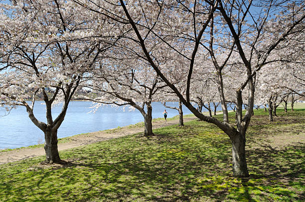 Cherry Blossom in Early Spring Cherry blossom in early spring. People jogging on running trail along Charles River, Cambridge, Massachusetts. cambridge massachusetts stock pictures, royalty-free photos & images