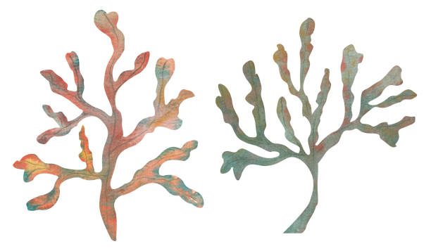 istock Set of algae, underwater plants in turquoise, hand-drawn watercolor illustration. 1468020918