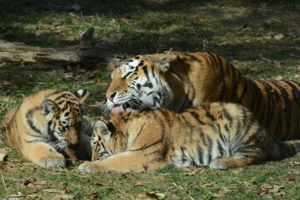istock Resting Siberian Tiger Family 1468021061