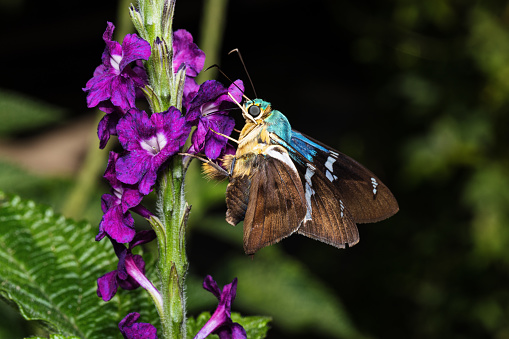 Blue Butterfly on purple flowers in Costa Rica