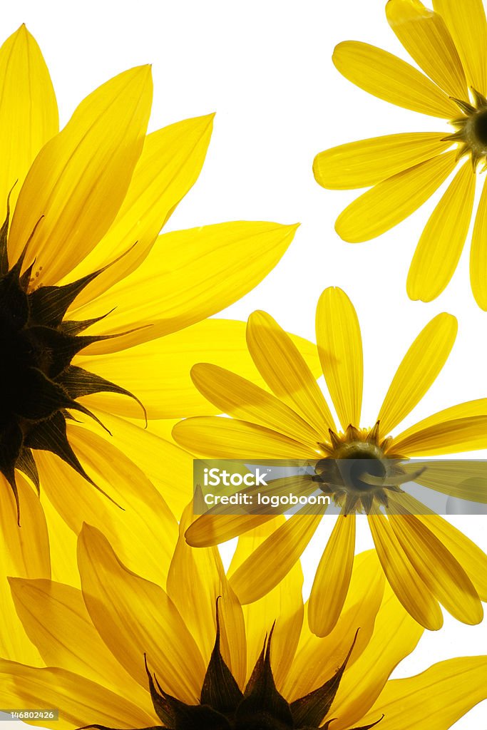 Sunflowers fundo - Royalty-free Amarelo Foto de stock