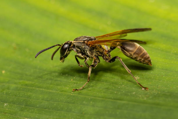 istock Dark Brown wasp in Costa Rica 1468024282