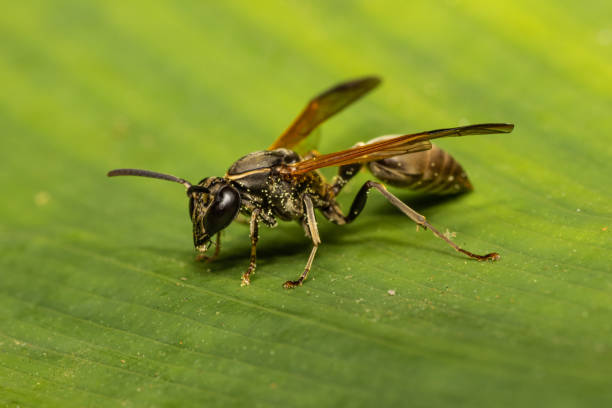 istock Dark Brown wasp in Costa Rica 1468024283
