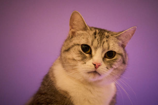 istock Scottish straight cat. Portrait of a cute cat 1468024462