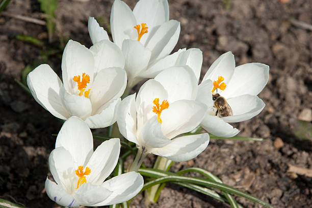 white crocus Iridaceae flower stock photo