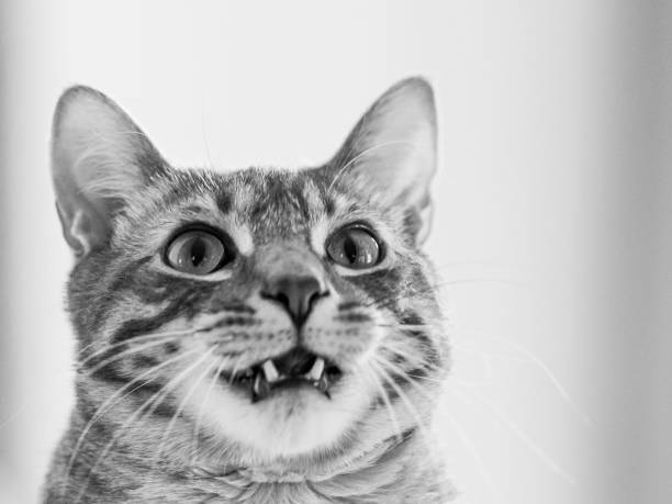 Black and white close-up of tabby cat with neutral background