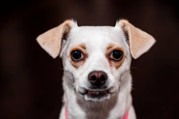 istock Portrait of a funny looking dog 1468024601
