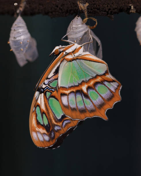 istock Beautiful green and orange pattern on wings butterfly 1468025336