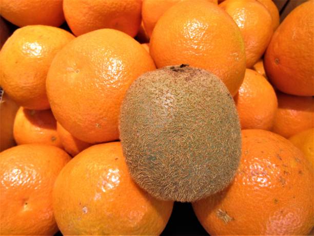 Kiwi and oranges. Composition.