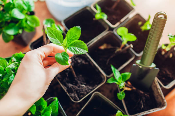 primer plano de esquejes de hortensias de hoja grande. jardinero poniendo planta joven enraizada en maceta. propagación y trasplante - plantar en maceta fotografías e imágenes de stock