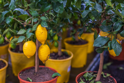 Close up view of lemon tree home plant. Sweden.
