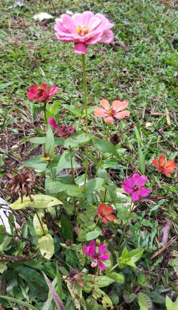 istock Flower Zinnia Garden 1468027555