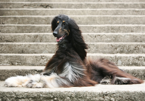 Outdoors shot on the black and tan Afghan hound resting on the steps
