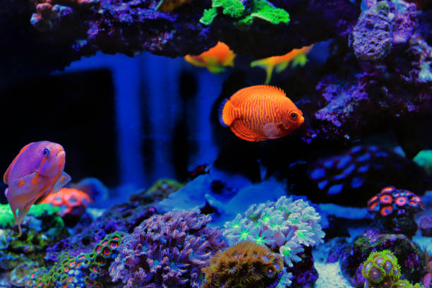 istock Golden angelfish - (Centropyge aurantia 1468028326