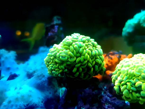 istock Euphyllia corals are polyped stony corals, very popular in home reef aquarium 1468028385