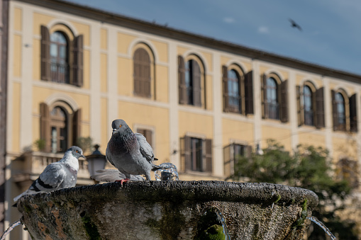 Pigeons drinking water in a fountain in Rome