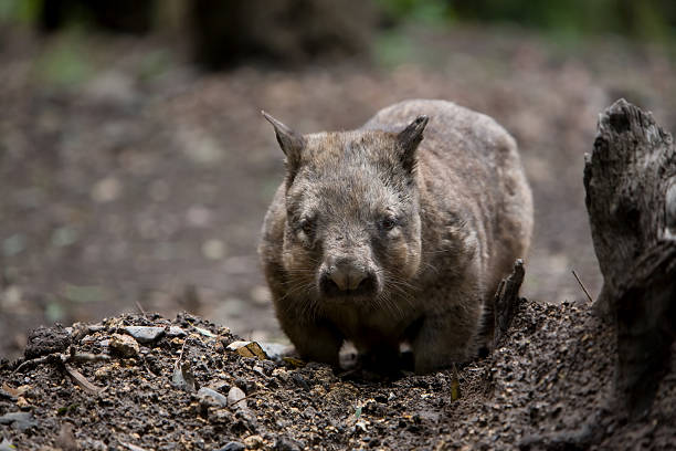 A Native Australian Hairy Nosed Wombat