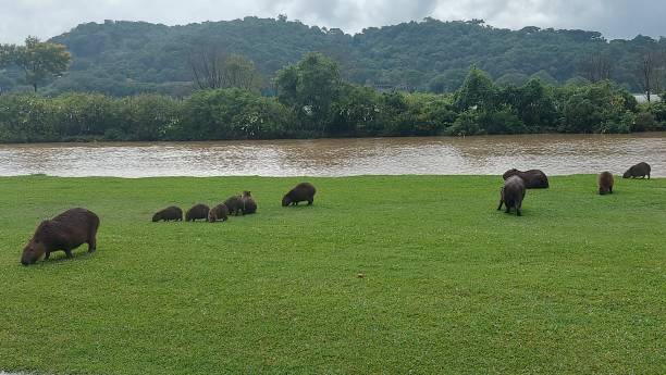 istock Capybaras in Barigui Park in Curitiba 1468028892
