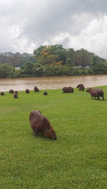 istock Capybaras in Barigui Park in Curitiba 1468028905