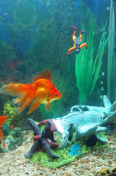 istock Goldfish in the aquarium 1468029452