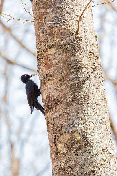 istock black woodpecker resting near nest hole 1468030139